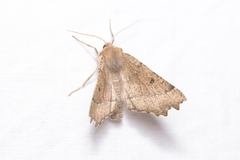 Odontopera bidentata