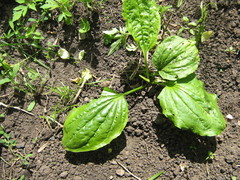 Plantago major