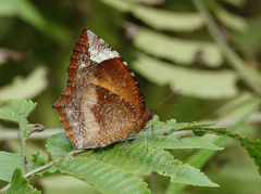 Elymnias hypermnestra undularis