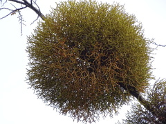 Misodendrum punctulatum