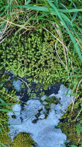 Breutelia affinis observed 2026-09-29