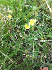Potentilla erecta