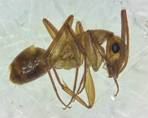Camponotus variegatus observed 2026-09-28