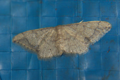 Idaea