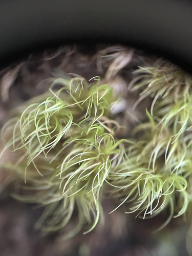 Dicranum fuscescens observed 2026-09-27