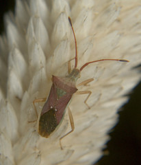 Hemiptera