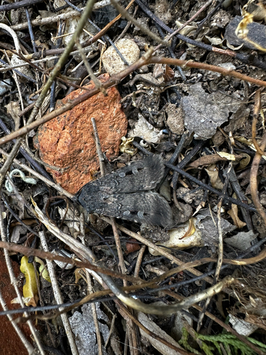 Bogong Moth