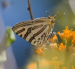 Cigaritis natalensis