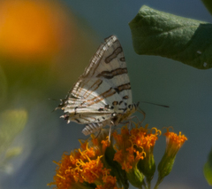 Cigaritis natalensis