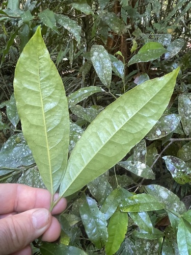 Doryphora aromatica observed 2026-09-29