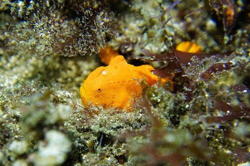 Antennarius pictus observed 2026-09-29