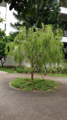 Leptospermum madidum