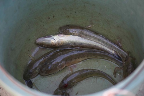 Ctenogobius observed 2026-09-28