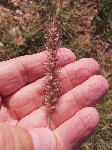 Cenchrus ciliaris observed 2026-09-28