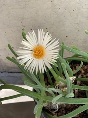 Monilaria obconica