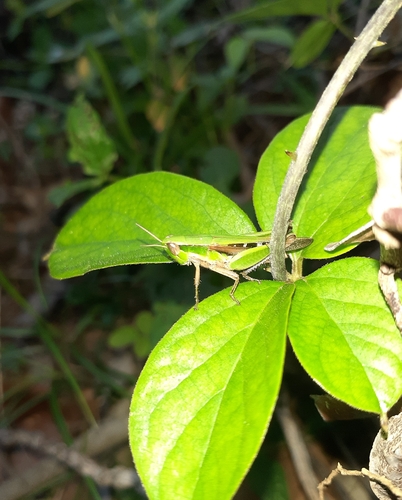 Spathosternum prasiniferum