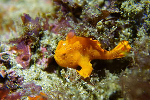 Antennarius pictus observed 2026-09-28