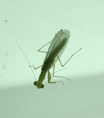 Tropidomantis gressitti