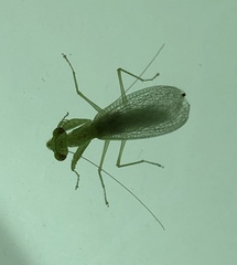 Tropidomantis gressitti
