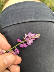 Polygala pedemontana