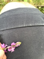 Polygala pedemontana