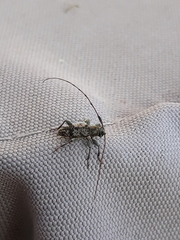 Leiopus femoratus