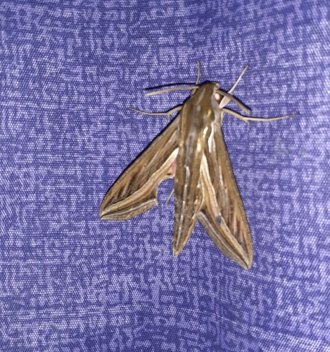 Vine Hawkmoth