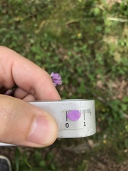 Polygala pedemontana