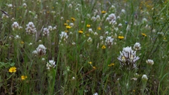 Castilleja lineariloba