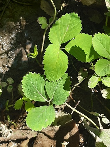Potentilla centigrana observed 2026-08-11