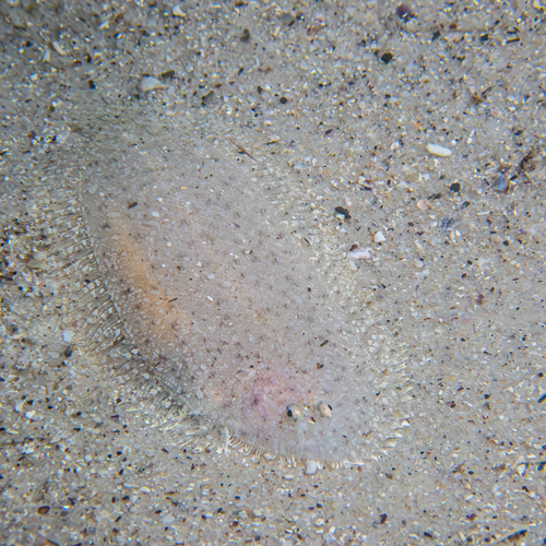 Aseraggodes observed 2026-09-17