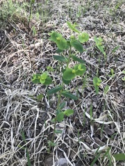 Euphorbia jenisseiensis