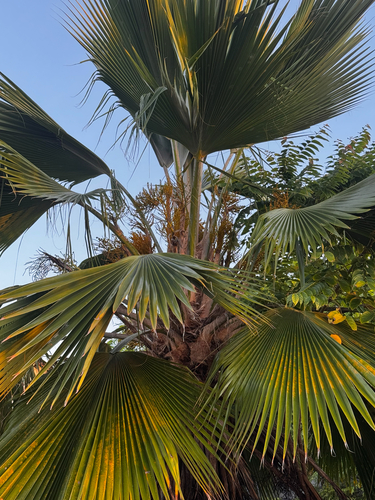 Pritchardia pacifica observed 2026-09-29