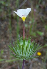Leptosiphon montanus