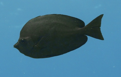 Hemitaurichthys thompsoni, 2026-09-28