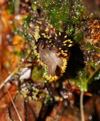 Neobarya agaricicola