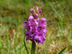 Dactylorhiza incarnata incarnata