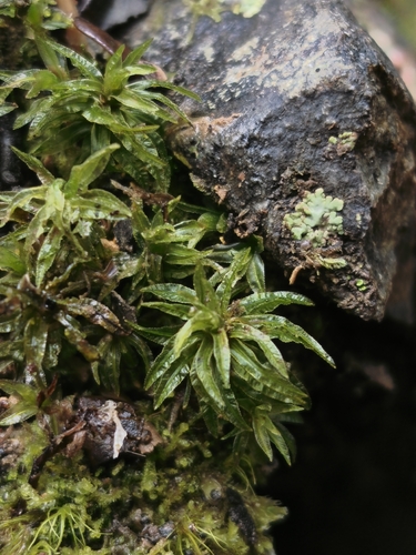 Atrichum androgynum observed 2026-09-29