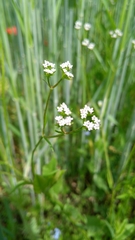 Valerianella dentata