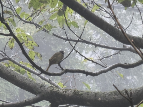 Collared Finchbill