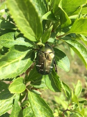 Cetonia aurata
