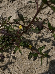 Ludwigia perennis