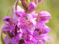 Dactylorhiza incarnata incarnata