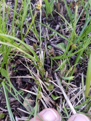 Carex umbellata
