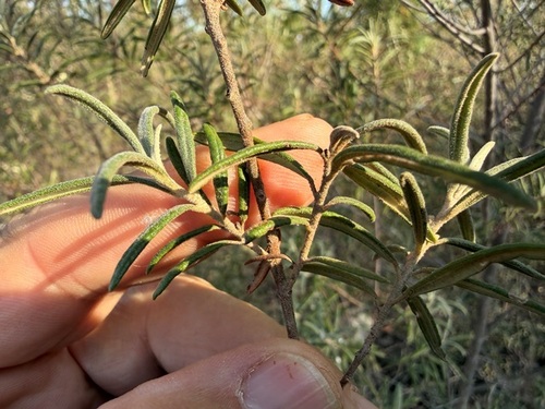 Bertya oleifolia observed 2026-09-28