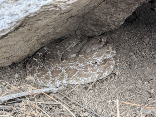Red Diamond Rattlesnake