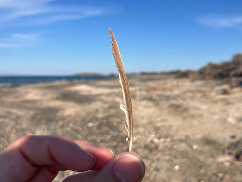 Plume de Pipit des arbres