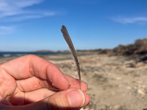 Plume de Gobemouche gris