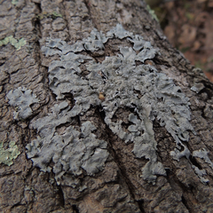 Canoparmelia texana