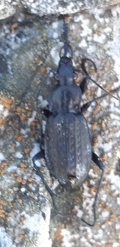 Granulated Ground Beetle